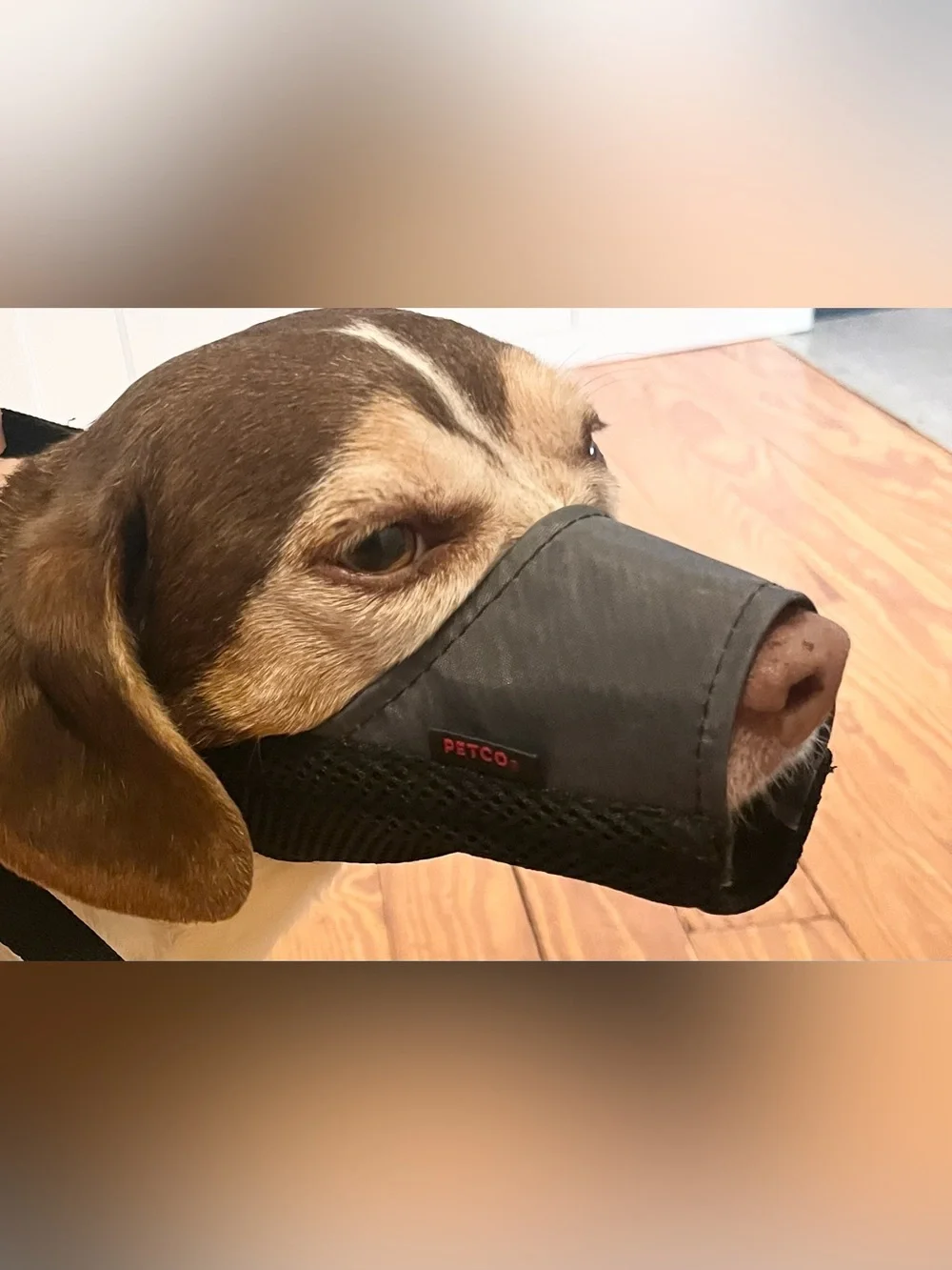 Petco Black Mesh soft dog muzzle adjustable size medium large